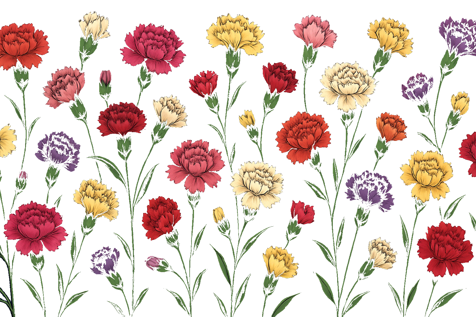 Carnations